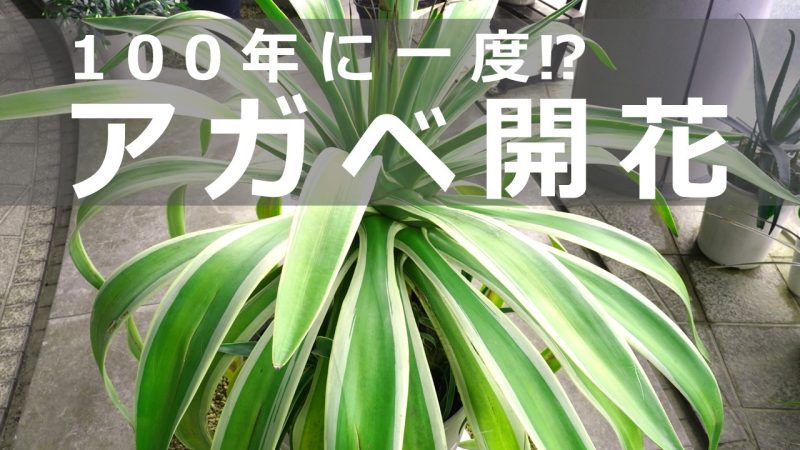 100年に一度⁉アガベ開花