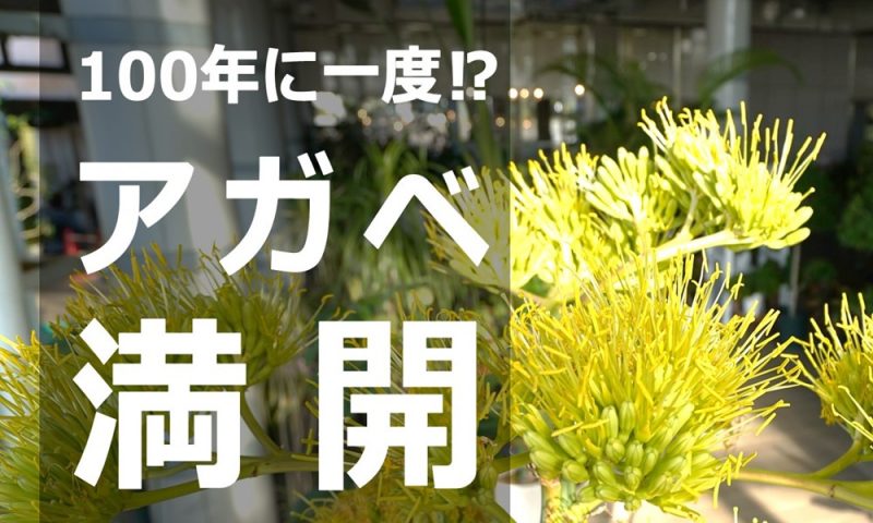 100年に一度⁉アガベ満開