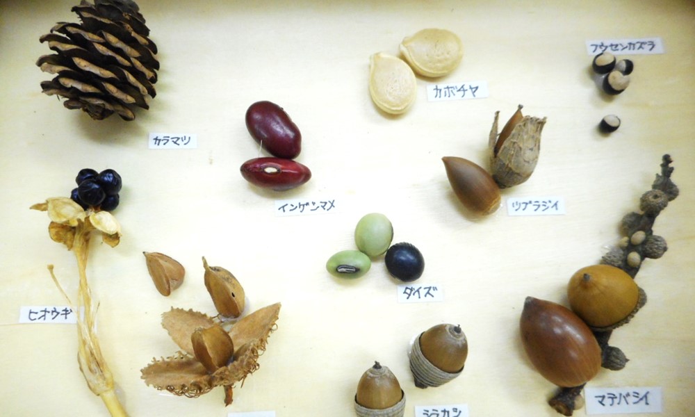 クラフト体験「種のギフト作り」