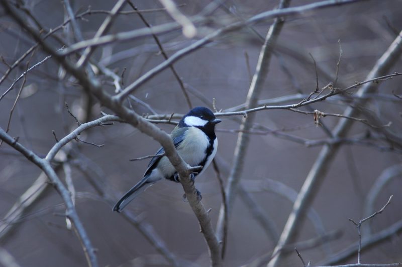 冬鳥を探せ！大年寺山公園バードウォッチング