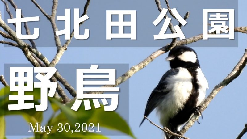 七北田公園野鳥