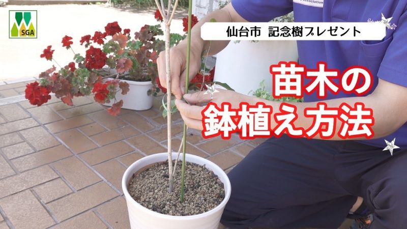 苗木の鉢植え方法