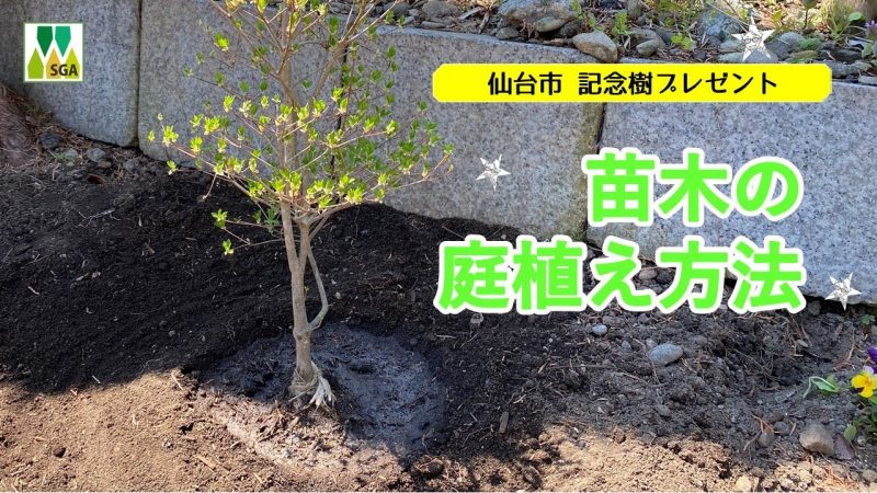 苗木の庭植え方法
