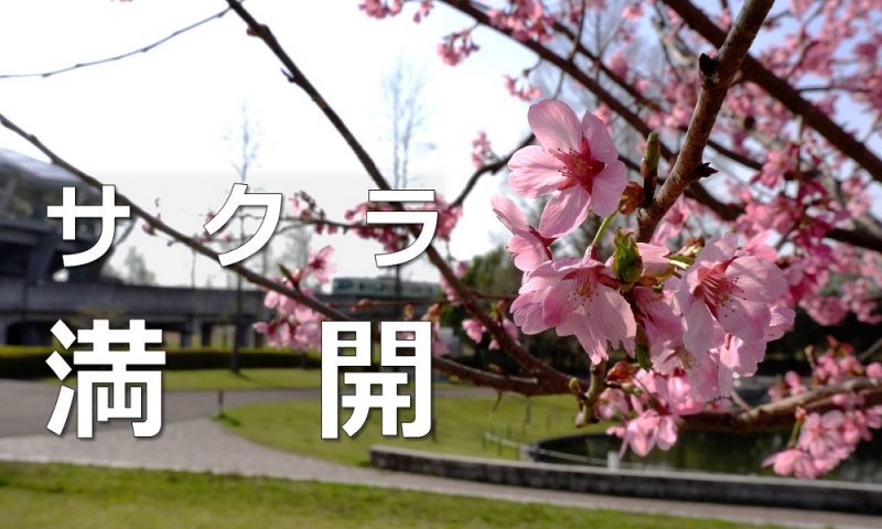 羽生桜
