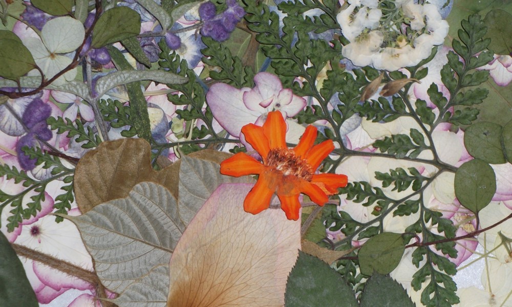 押し花
