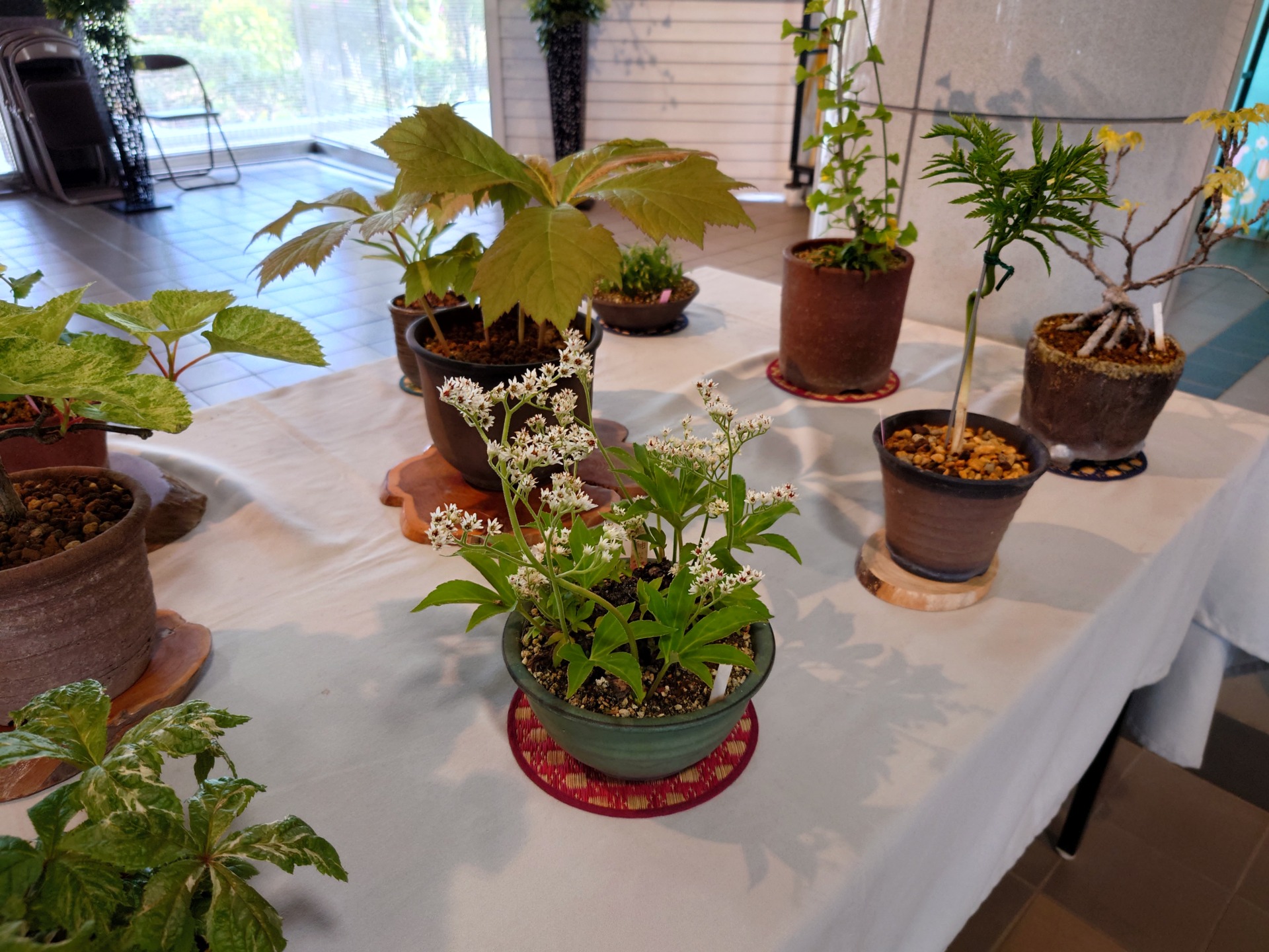 6/13（金）、14（土）七北田公園都市緑化ホール　「夏の山野草展」