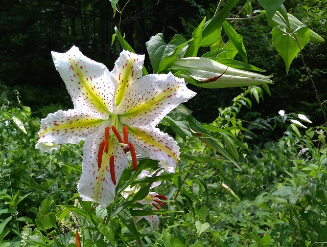 やまゆりの花