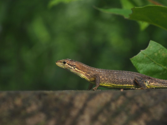 9/13（土）太白山自然観察の森　はじめての親子生き物観察