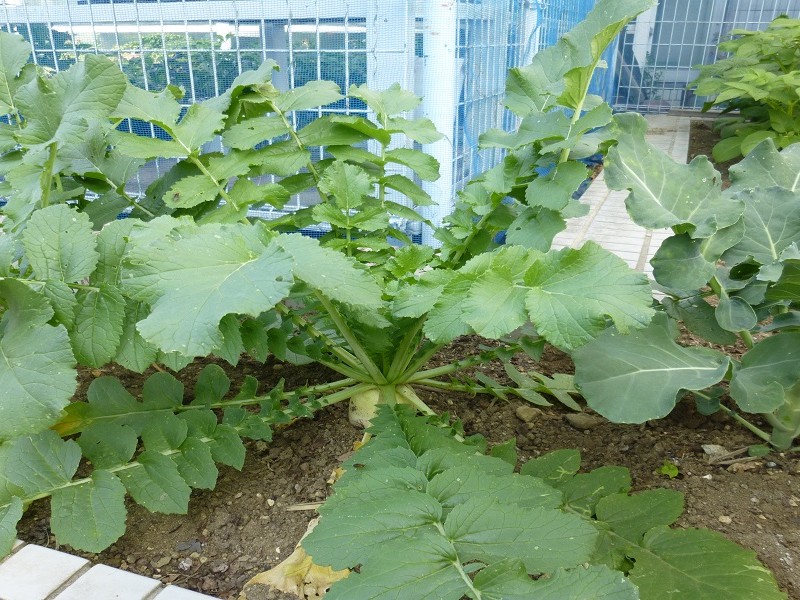 9/7（日）都市緑化ホール　市民園芸講座　「秋・冬野菜の育て方」