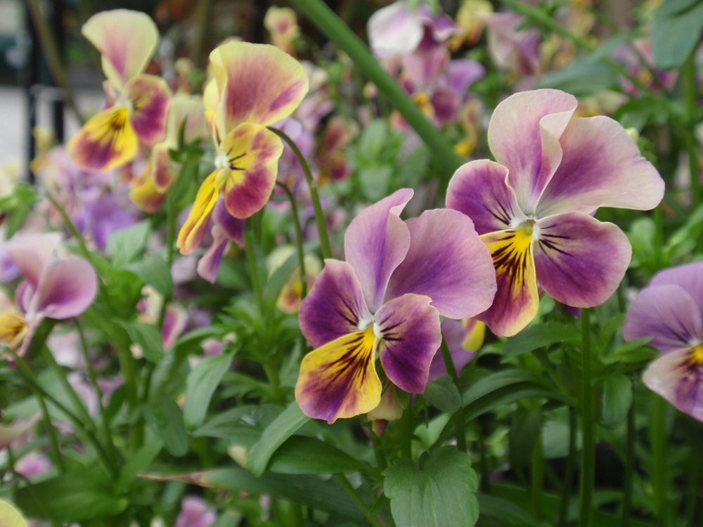 8/26（水）都市緑化ホール　市民園芸講座　「種から育ててみませんか？ビオラ種まき体験」