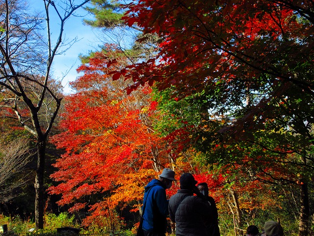 毎週土曜日 野草園 11月の園内ガイド