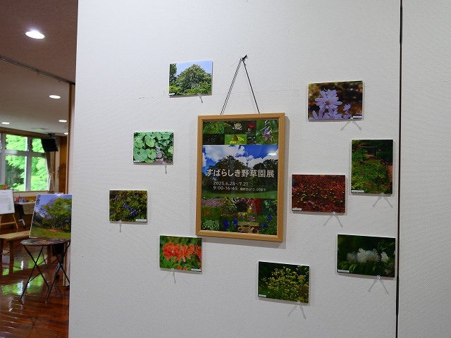 R7 12/20（土）～R8 1/25（日）企画展「すばらしい野草園」