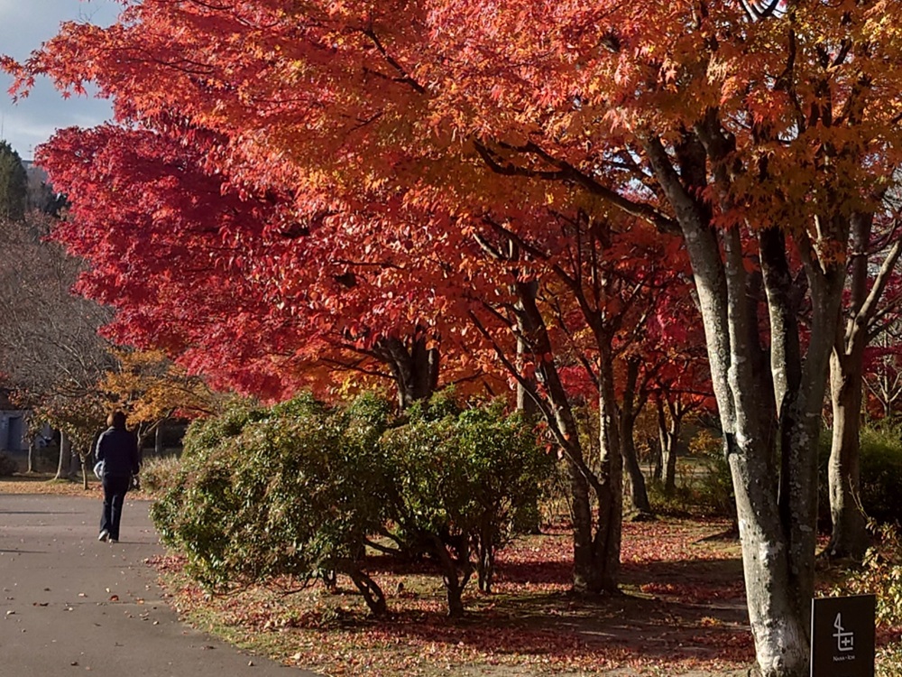 11/15（土）都市緑化ホール　市民園芸講座　「紅葉の七北田公園でガイドウォーク」