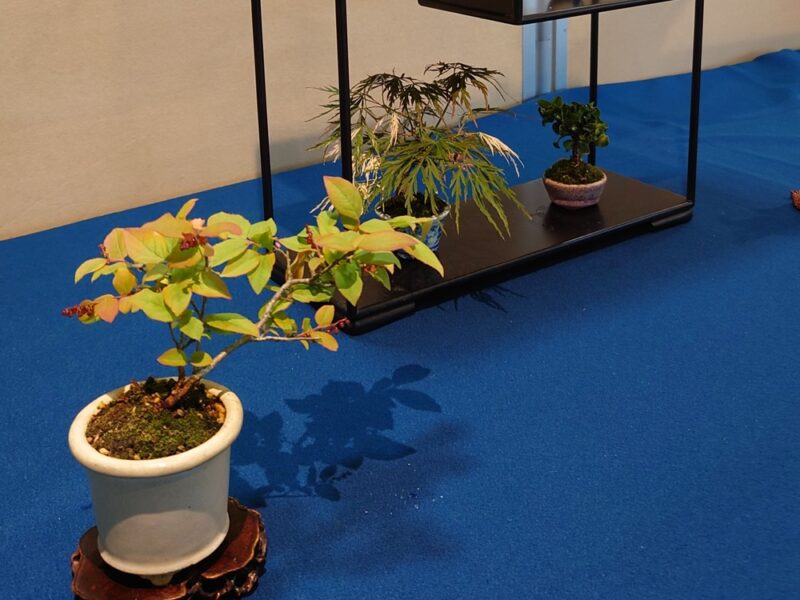 10/25（土）～26（日）都市緑化ホール　「仙台小品盆栽　秋の展示会」