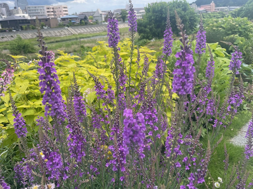 10/18（土）都市緑化ホール　市民園芸講座　「宿根草ガーデンの手入れと株分け」