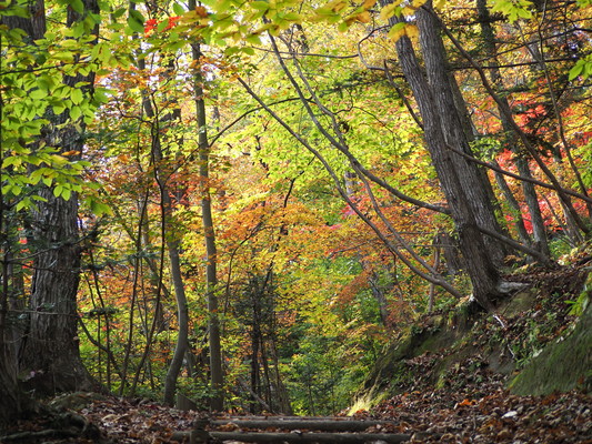 毎週日曜日 太白山自然観察の森　ガイドウォーク「晩秋の森の楽しみ」