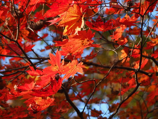 11/15(土)太白山自然観察の森 紅葉観察会