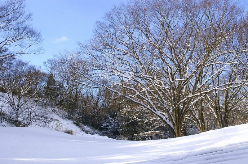 令和8年 1/11（日）野草園　冬季特別開園