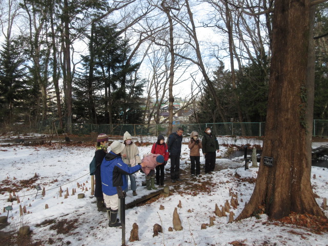 令和8年 1/11（日）冬の自然ウォッチング