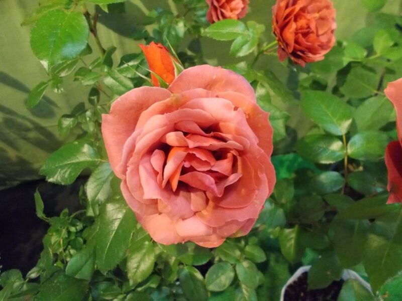 1/25（日）都市緑化ホール　市民園芸講座　「バラの剪定と植え替え」