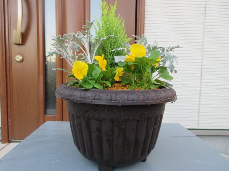 11/24（月・祝）　都市緑化ホール　市民園芸講座　「ビオラを楽しむ寄せ植えレシピ」