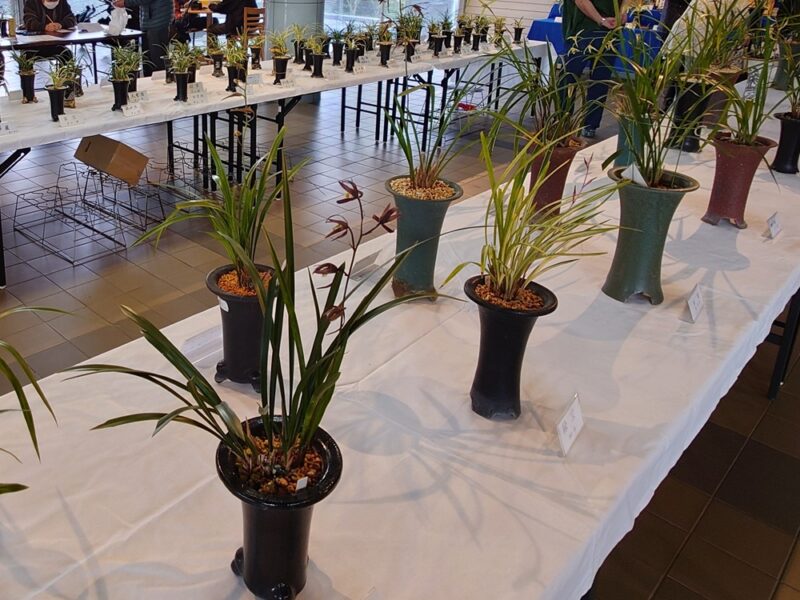 11/15（土）～16（日）都市緑化ホール　仙台春蘭の会「第45回寒蘭と春蘭柄物会」