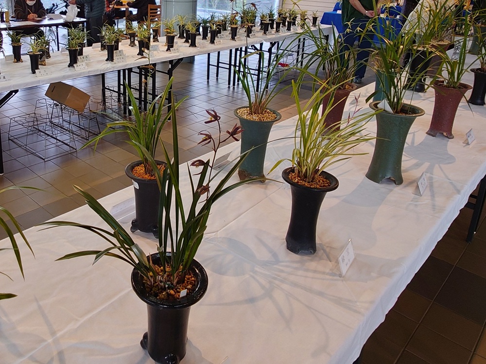 11/15（土）～16（日）都市緑化ホール　仙台春蘭の会「第45回寒蘭と春蘭柄物会」