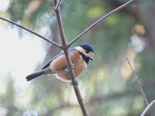 12/20（土）太白山自然観察の森　野鳥観察とバードケーキ作り