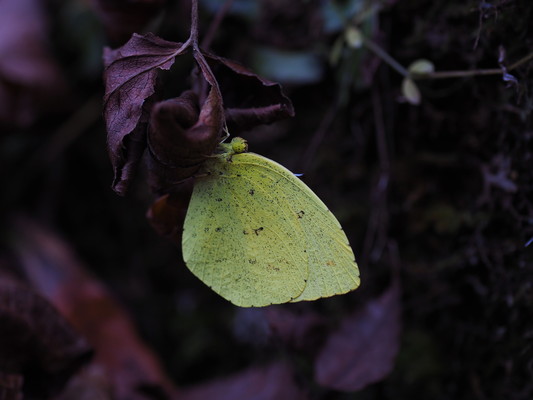 毎週日曜日 太白山自然観察の森　ガイドウォーク「初冬の森の楽しみ」