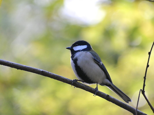 12/13（土）太白山自然観察の森　おはよう野鳥かんさつ