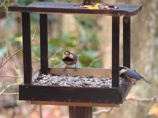 12月2日～3月31日　太白山自然観察の森　野鳥のレストラン