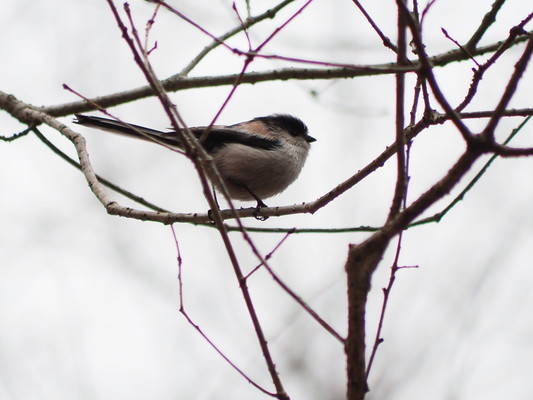 毎週日曜日 太白山自然観察の森　ガイドウォーク「冬の森の楽しみ」