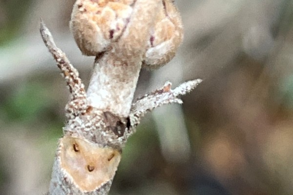 1/17(土)　冬芽かわいい顔グランプリ！観察会