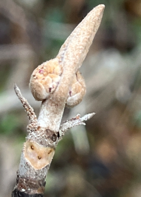 1/17(土)　冬芽かわいい顔グランプリ！観察会