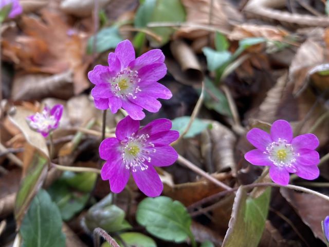 3/14（土）野草園　雪割草の育て方講習会