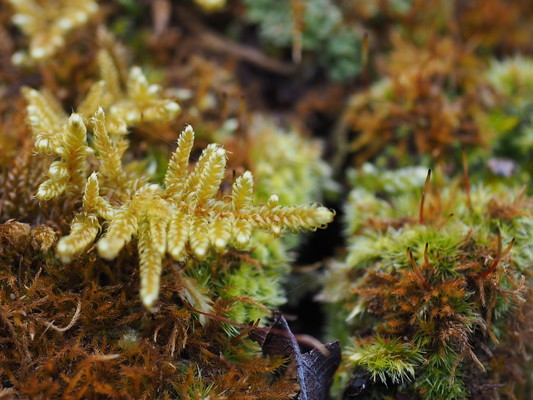2/28（土）太白山自然観察の森　自然感さつ専科「こけウォッチング」