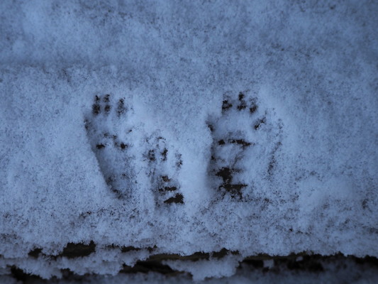 毎週日曜日 太白山自然観察の森 ガイドウォーク「冬の森の楽しみ」