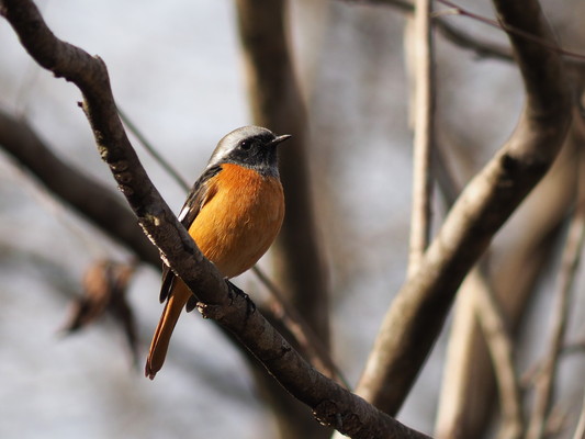 3/14（土）太白山自然観察の森　おはよう野鳥かんさつ