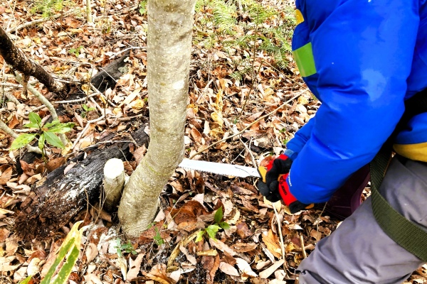 2月21日(土)・2月28日(土)・3月7日(土)森の仕事のお手伝い