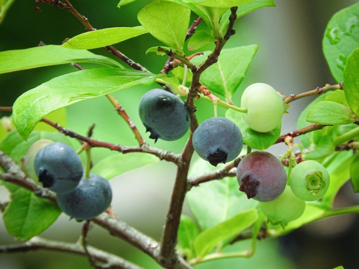 2/14（土）都市緑化ホール　市民園芸講座　「ブルーベリーの鉢栽培」