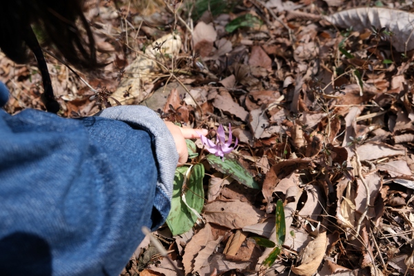 4/10（金）～4/12（日）カタクリお花見ウィーク ガイド＆フリークラフト　青葉の森緑地