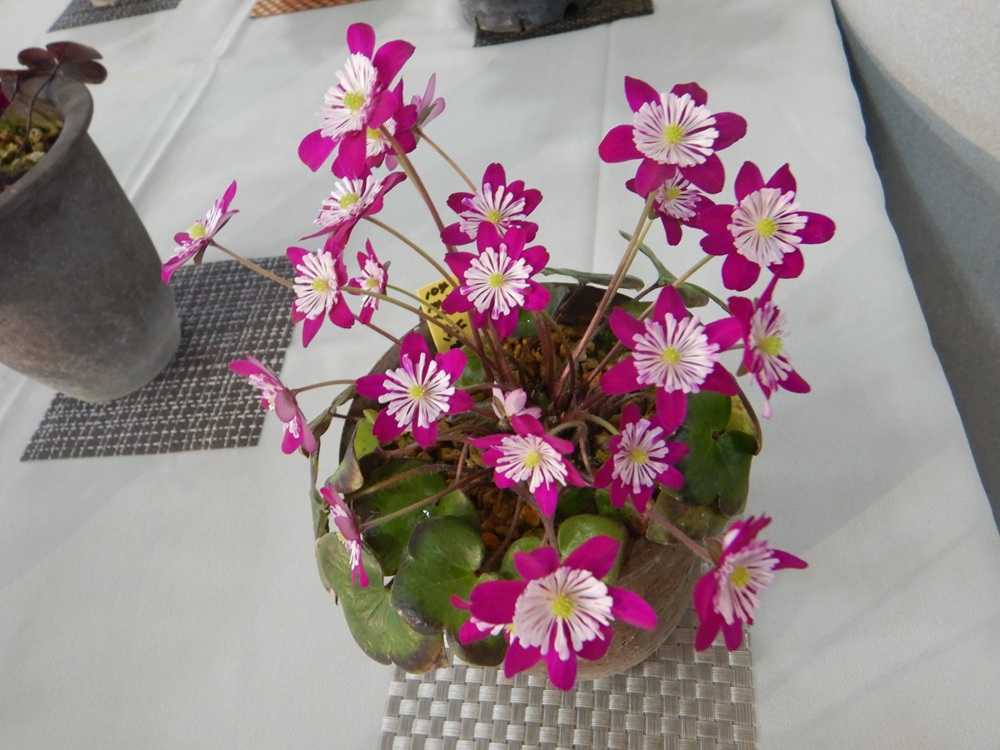 3/27（金）～28（土）都市緑化ホール　すみれ想会「雪割草と早春の山野草展」