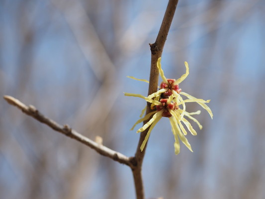 毎週日曜日 太白山自然観察の森 ガイドウォーク「早春の森の楽しみ」