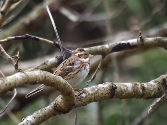 4/11（土）太白山自然観察の森　「おはよう野鳥かんさつ」