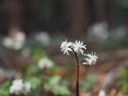 3/21（土）太白山自然観察の森　「春をさがして～観察の森一周ウォーク」