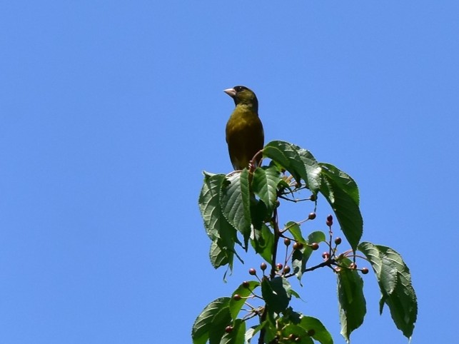 5/9（土）大年寺山公園バードウォッチング