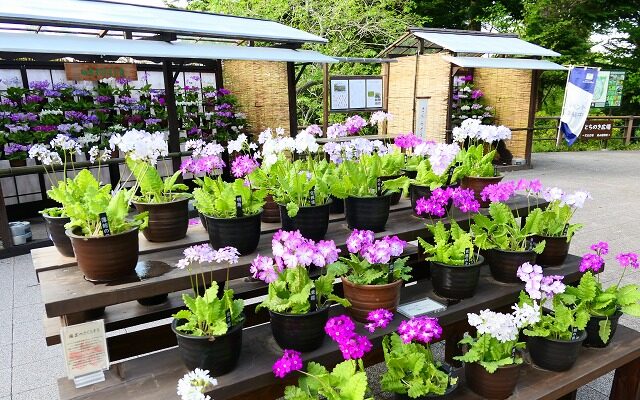 4/25（土）～5/6（水・振休）　さくらそう展