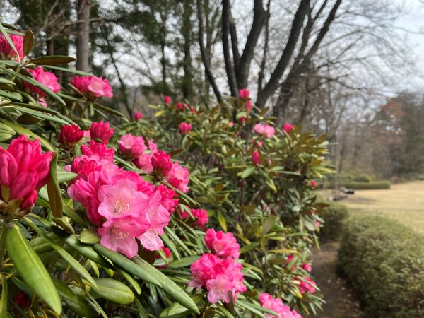 4/1(水)秋保大滝植物園 開園します
