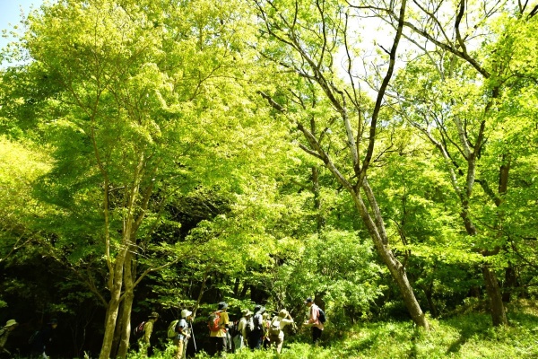 5/2（土）～5/4（祝）ゴールデンウィークのガイドウォーク　青葉の森緑地