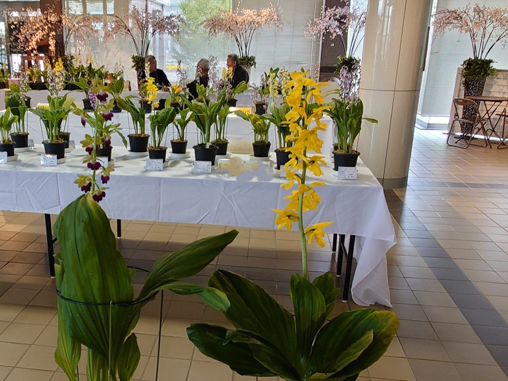 4/25（土）～5/2（土）都市緑化ホール　みちのくエビネ愛好会「エビネ開花期展」